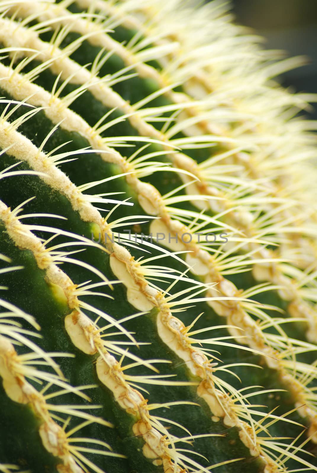 Cactus close up