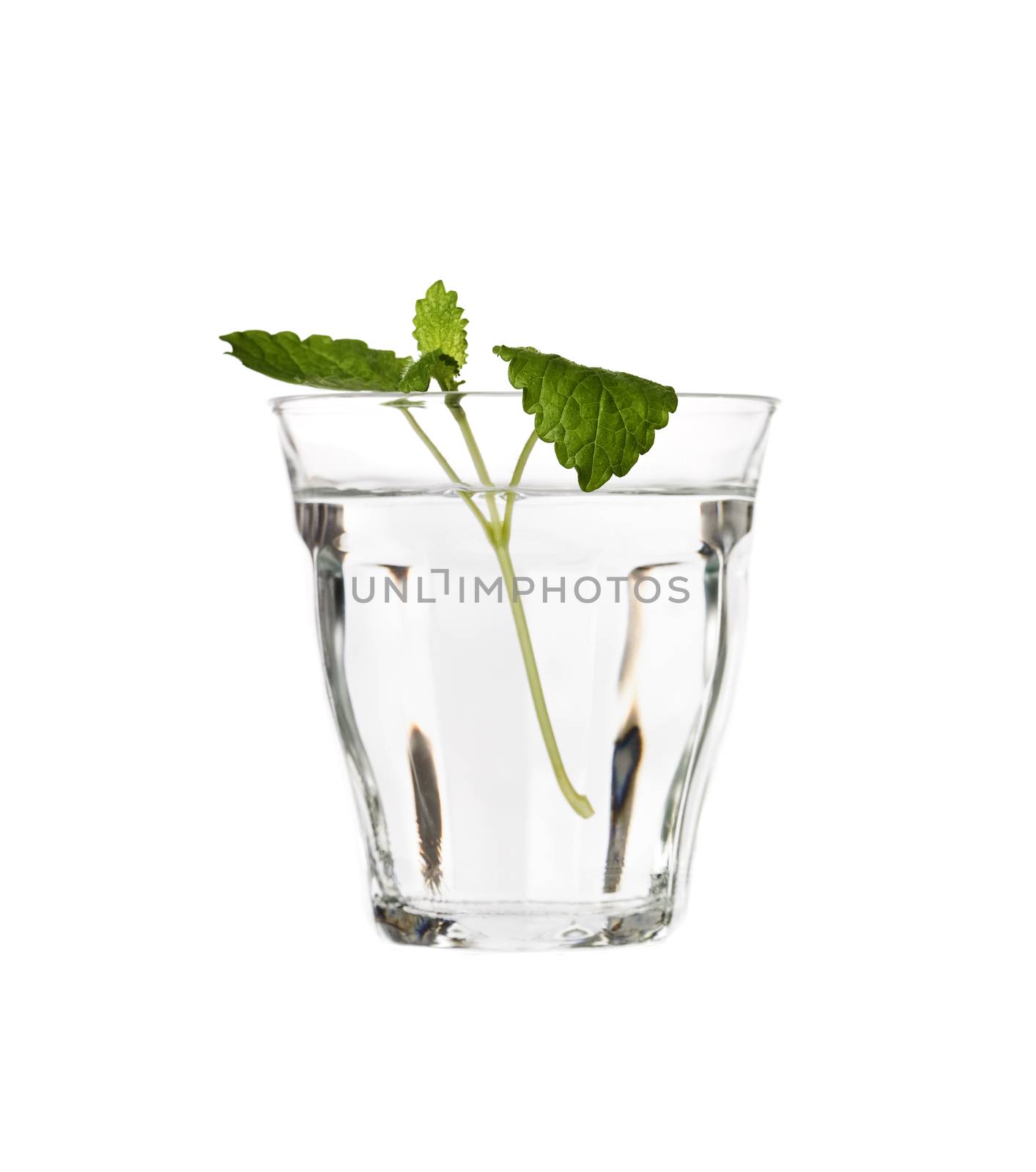 Water with Lemon Balm isolated on white background