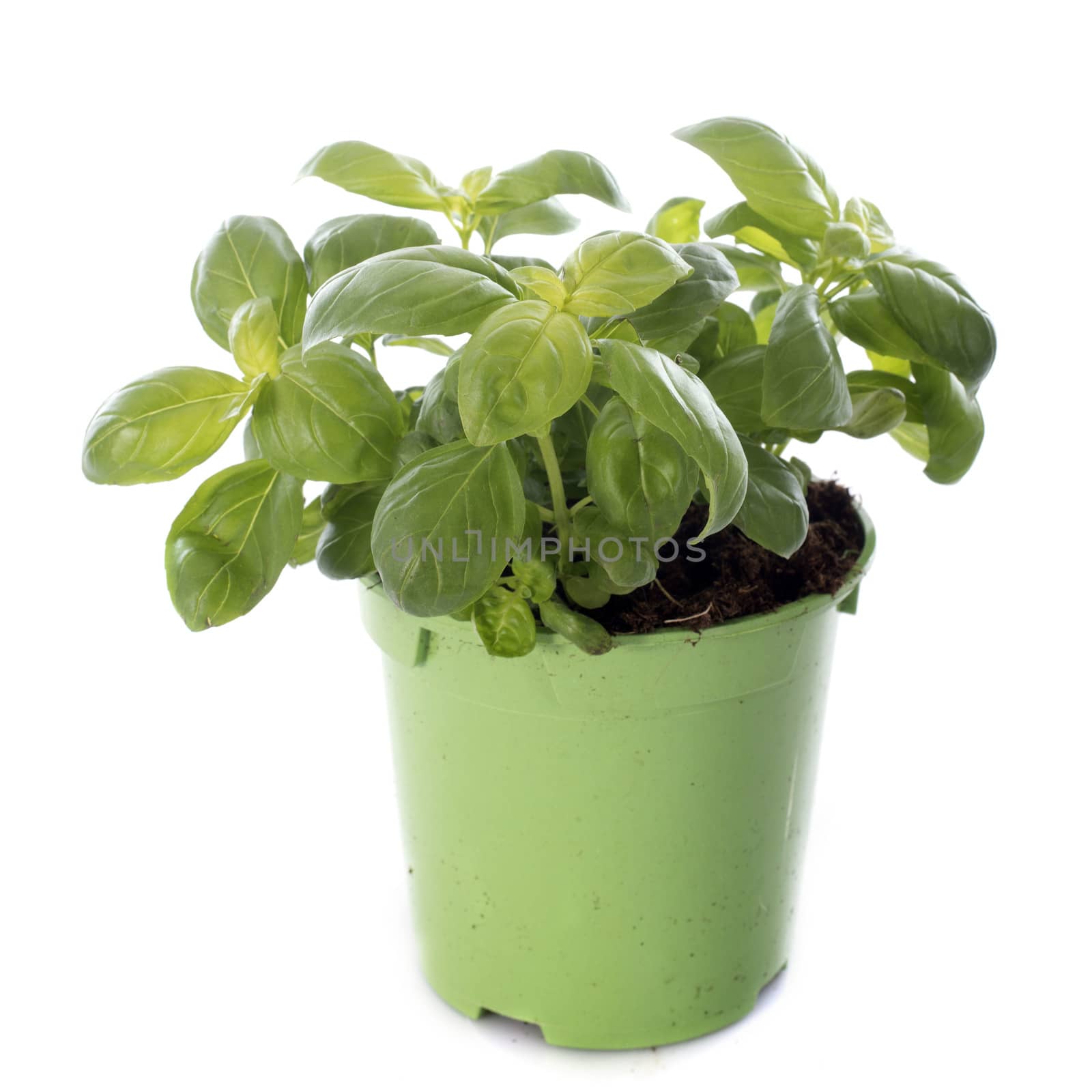 fresh basil in front of white background