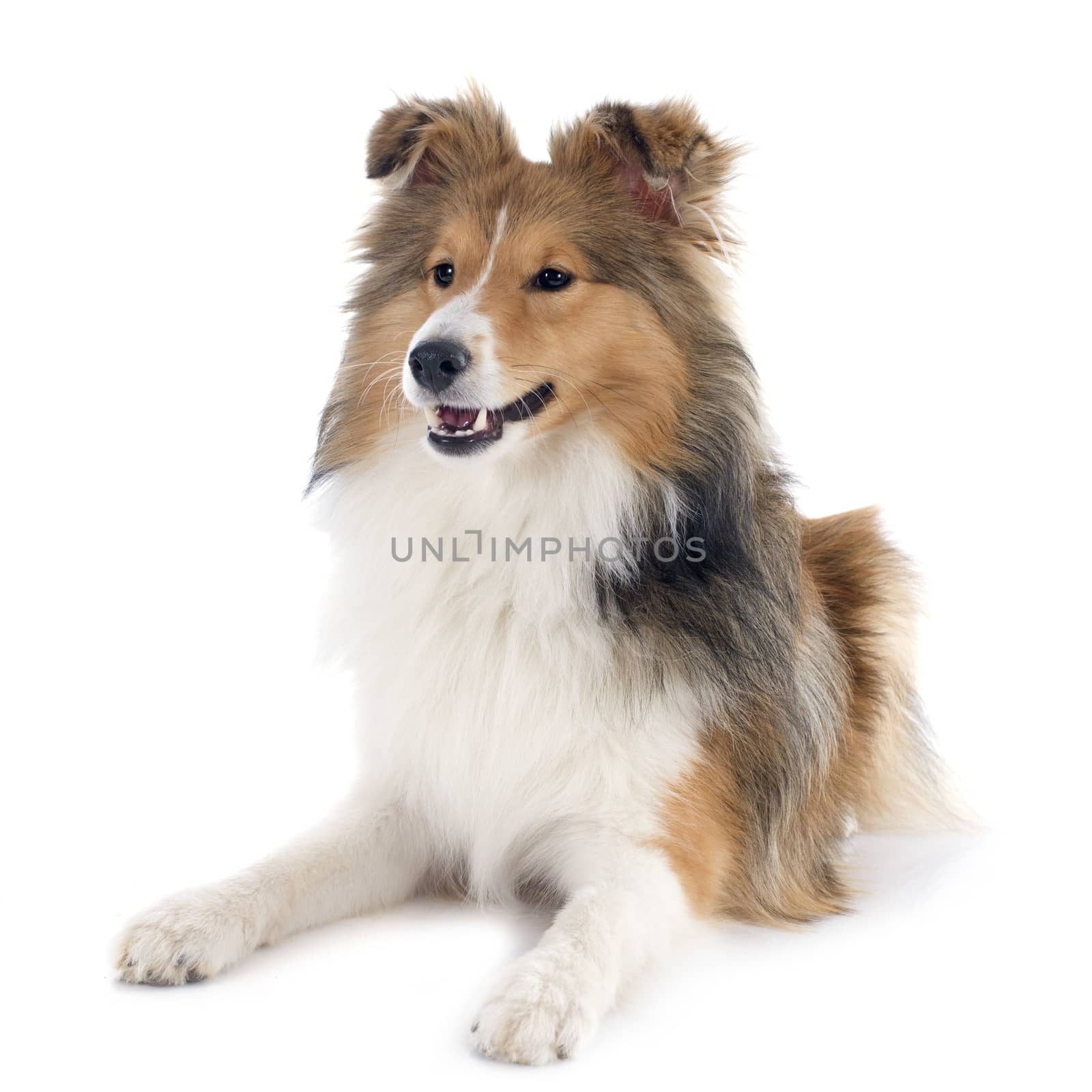 portrait of a purebred shetland dog in front of white background