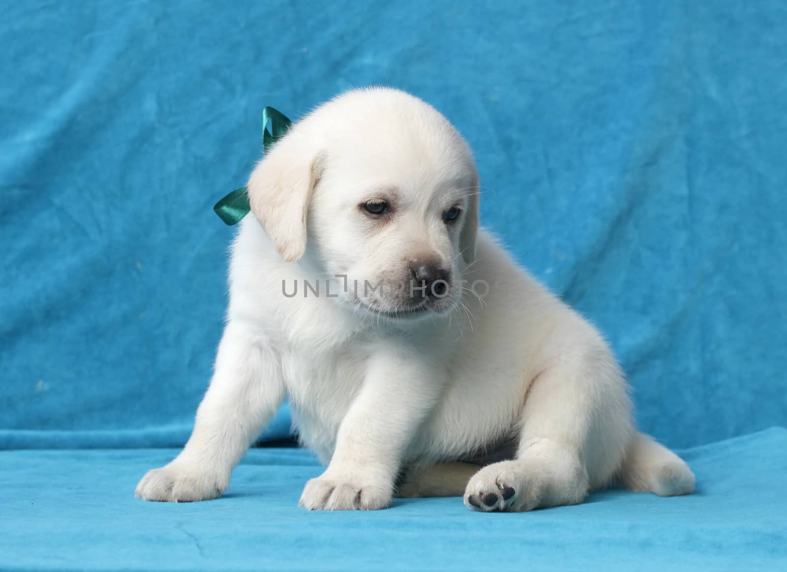 happy yellow labrador puppy sitting on blue background