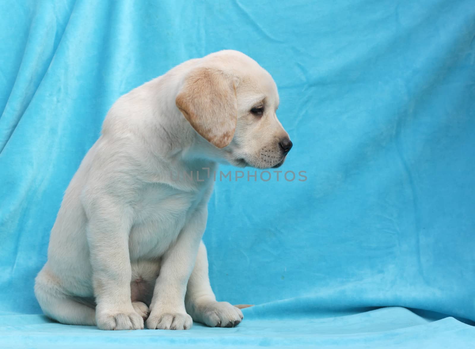yellow labrador puppy sitting on blue background