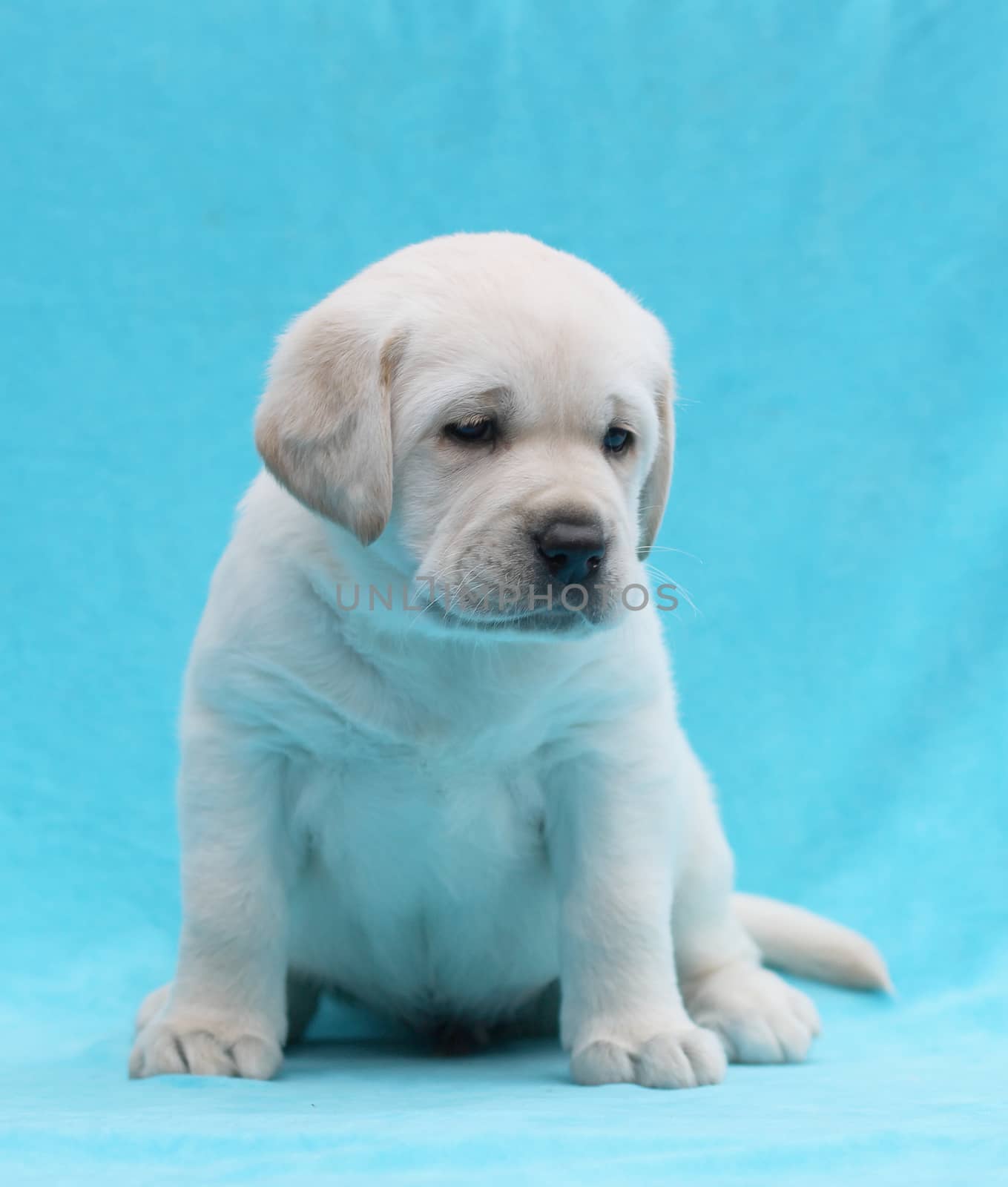 yellow labrador puppy laying on blue background