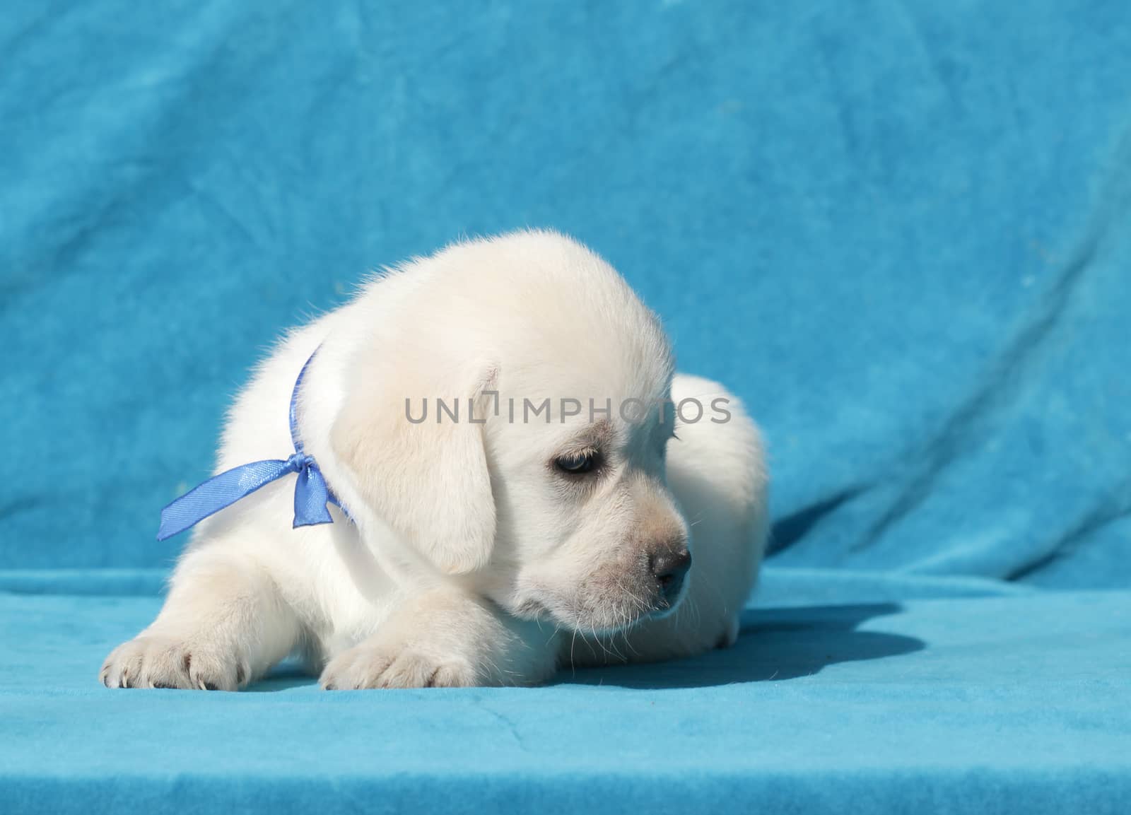 happy yellow labrador puppy laying on blue background close up