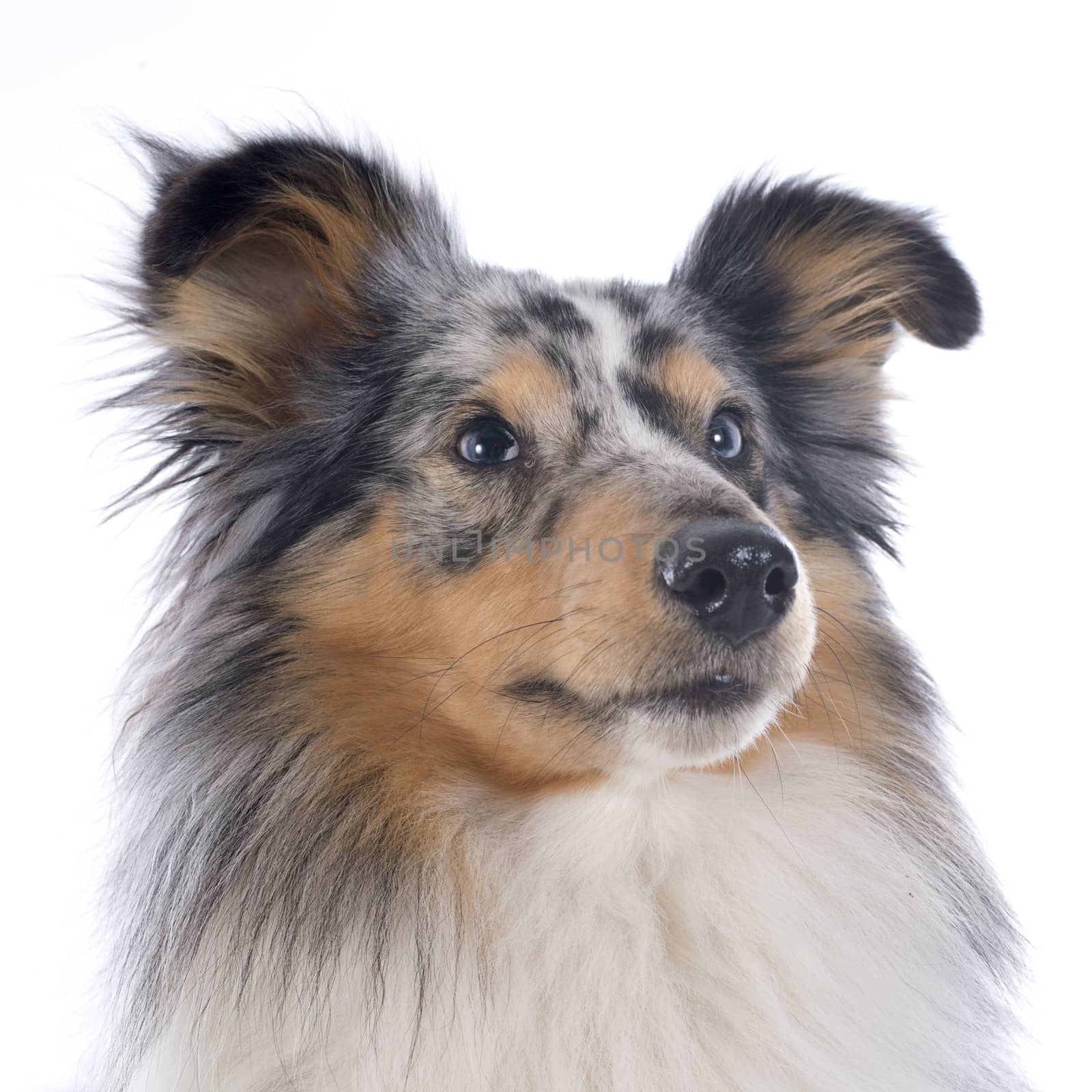 portrait of a purebred shetland dog in front of white background