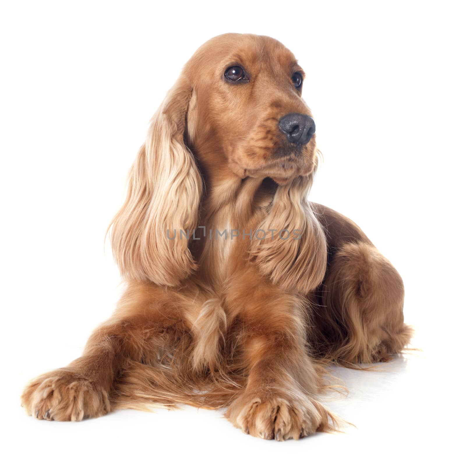 portrait of a  purebred english cocker in a studio