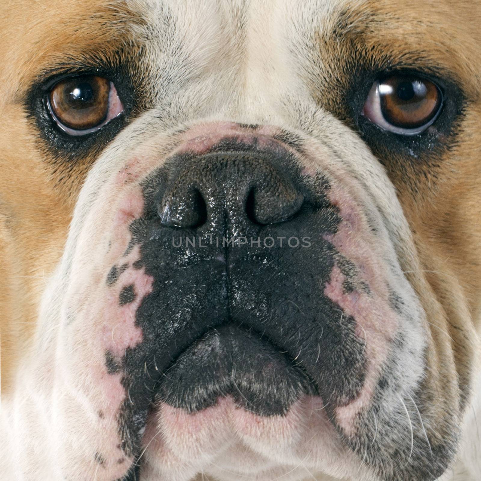 portrait of a purebred english bulldog in front of white background
