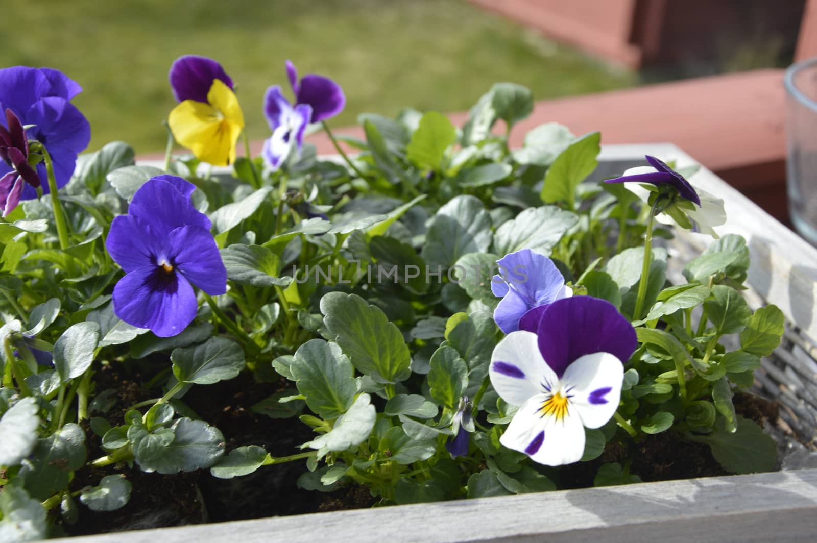 nice HD flowers in sun, good quality pictures reliable.