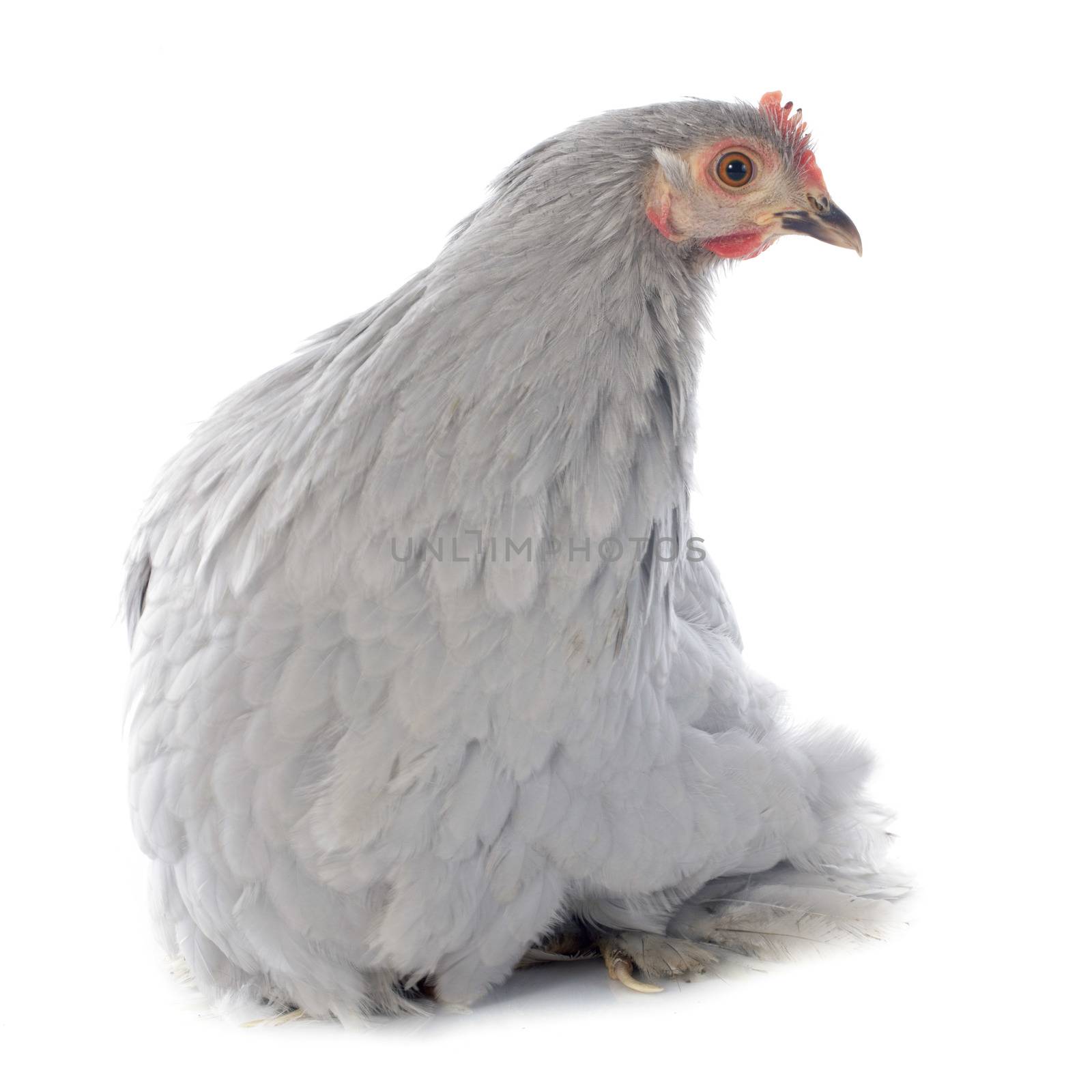 Pekin chicken in front of white background