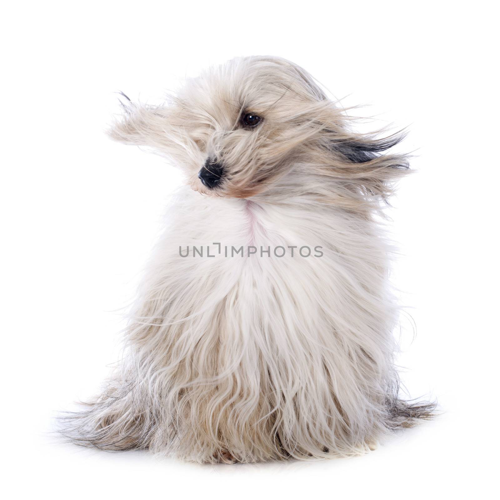 Tibetan terrier in front of white background