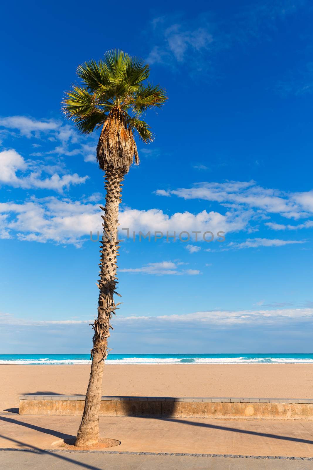 Valencia Malvarrosa Las Arenas beach palm trees in Patacona by lunamarina