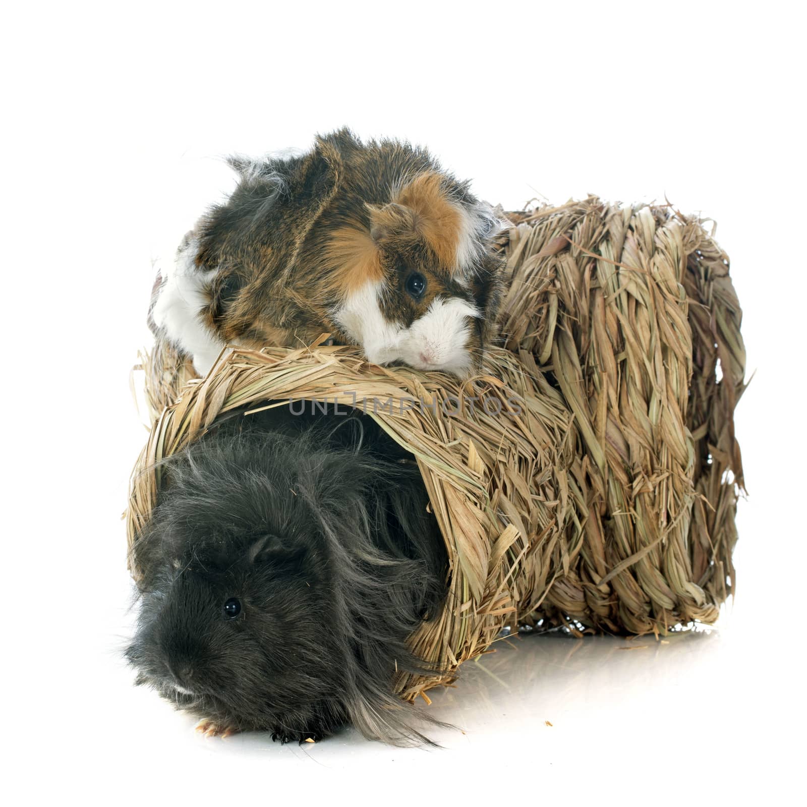 guineal pigs in front of white background