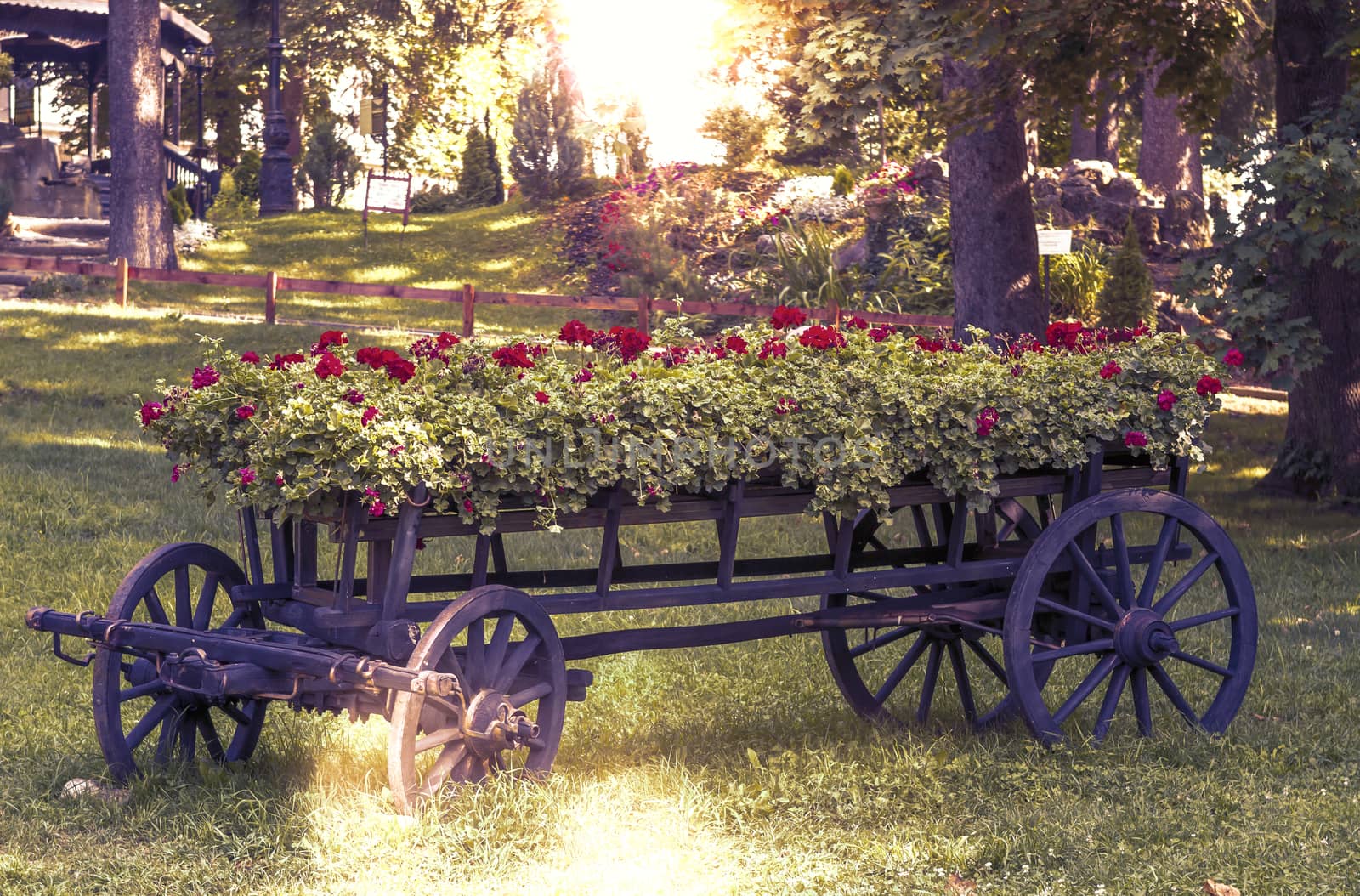 old wheel cart with flowers by manaemedia