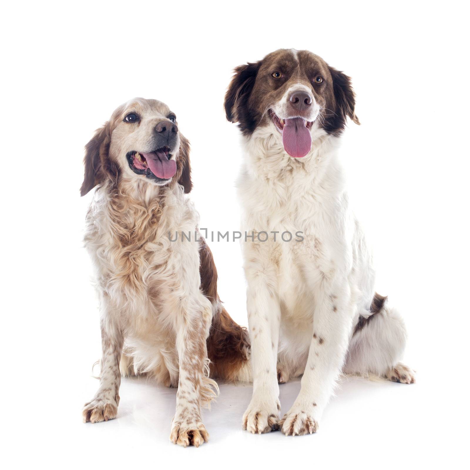 two spaniels in front of white background