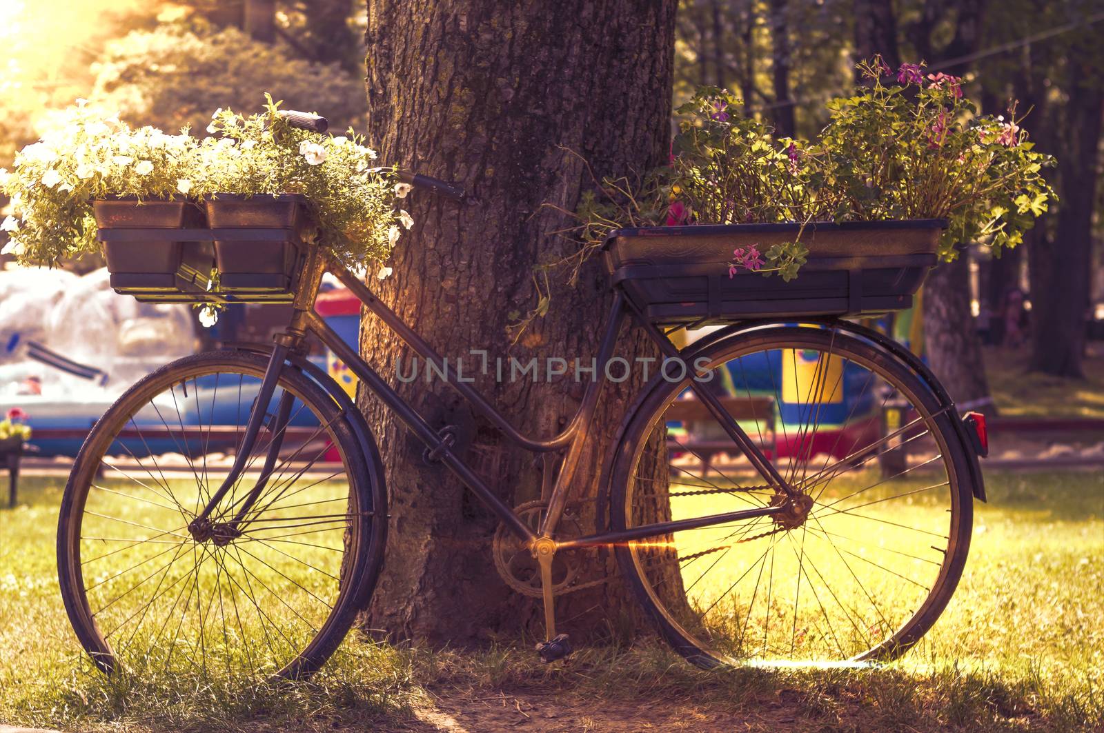 flowers on a black bicycle in the park by manaemedia