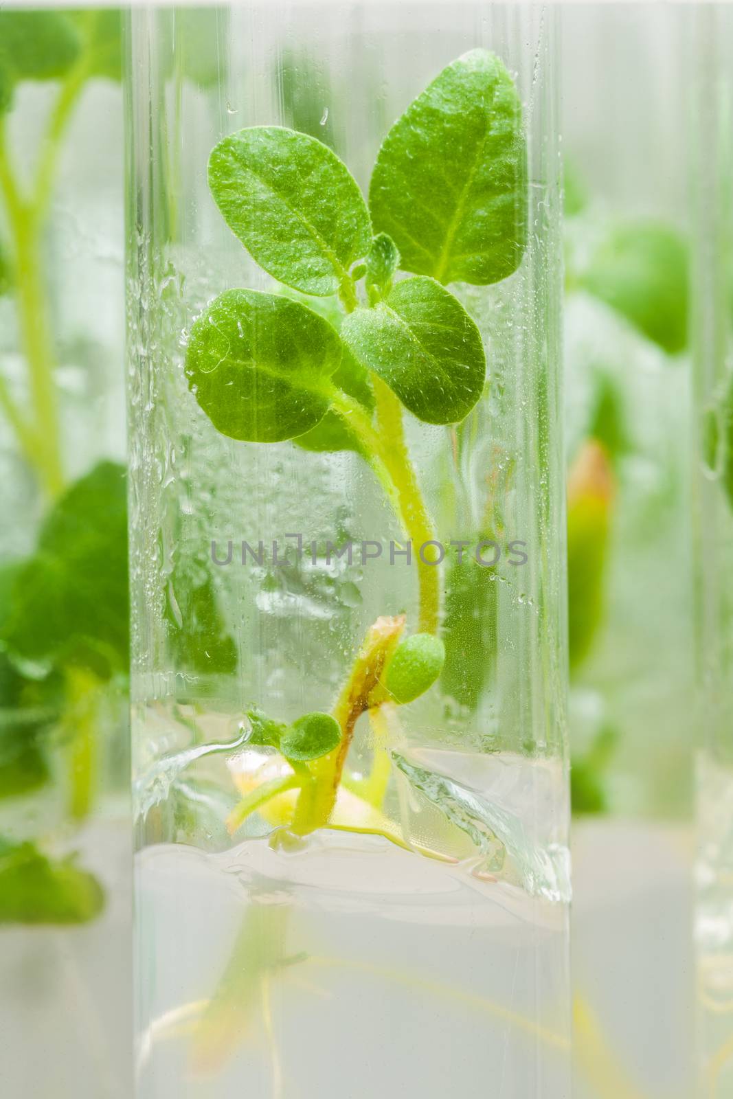 macroshot plant of potato in lab tube with nutrient medium