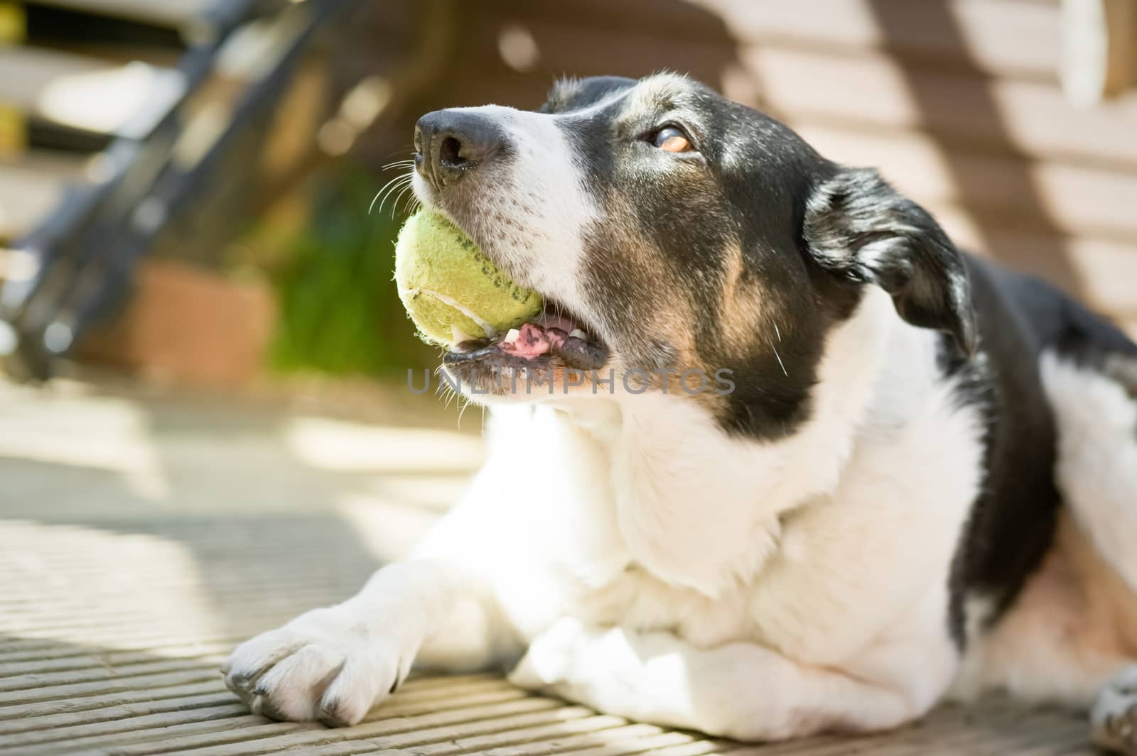 collie-cross dog with a tennis ball in his mouth