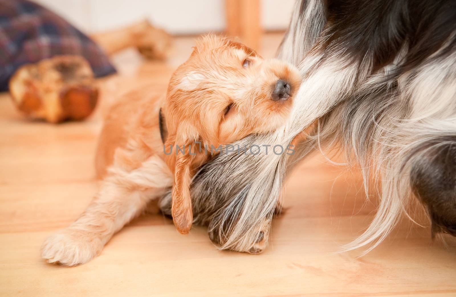 cute spaniel puppy biting the leg of a larger dog
