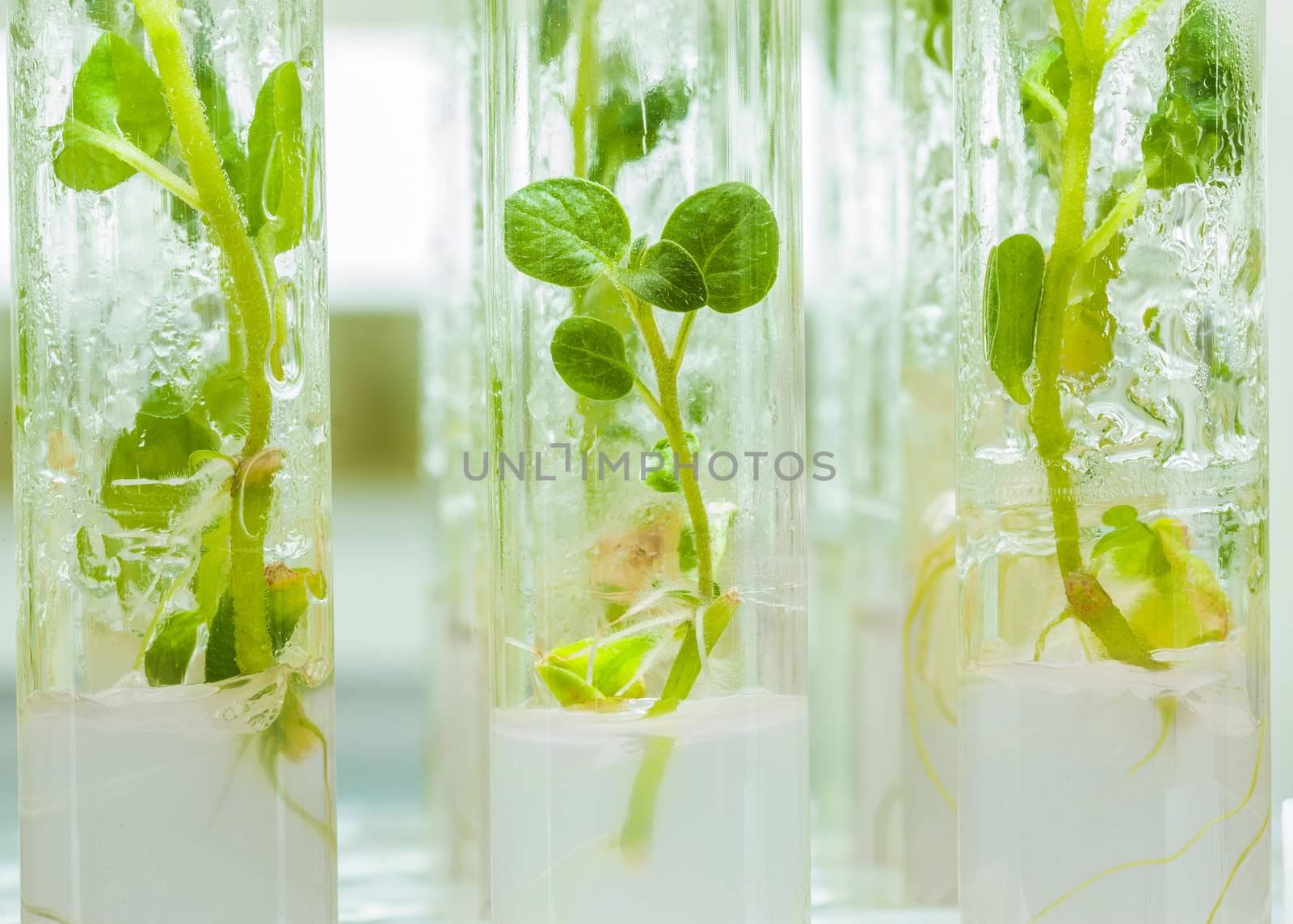 macroshot view on plants of potato in lab tubes with nutrition medium