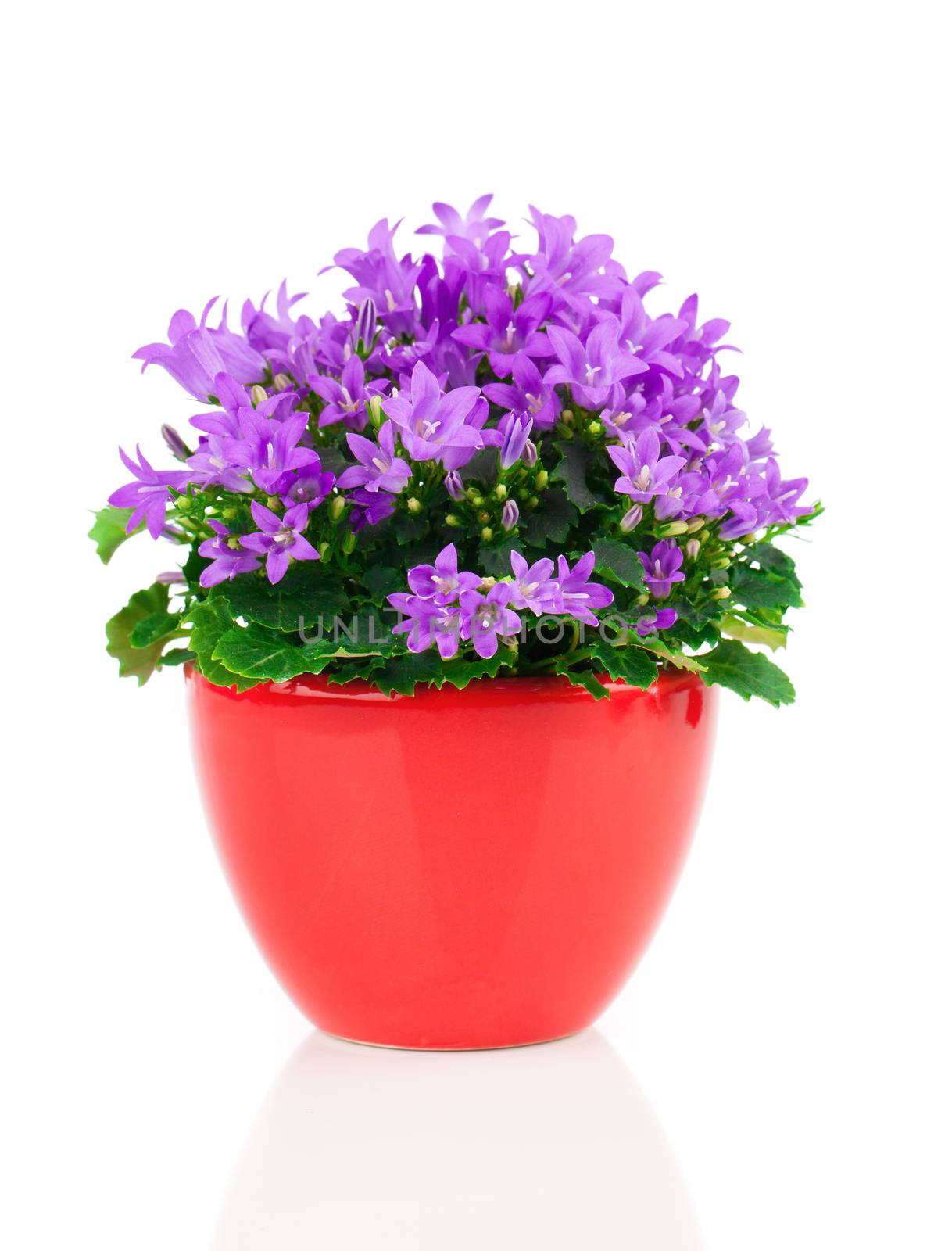 blue campanula flowers in red pot, on white background by motorolka