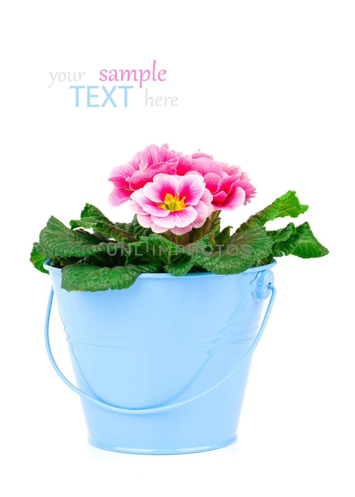Small bucket of primrose flowers on white background