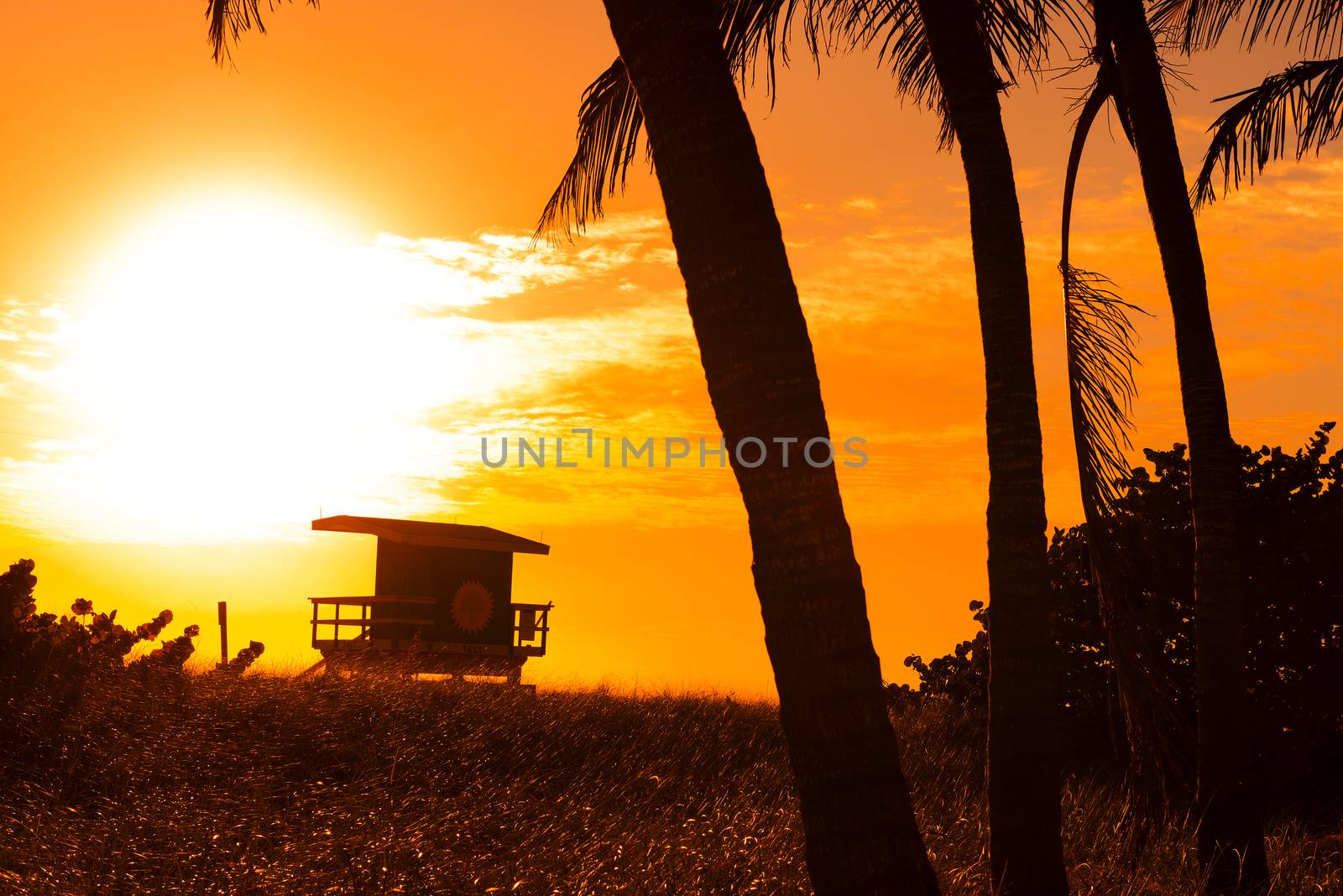 Miami South Beach sunrise with lifeguard tower and palm tree 