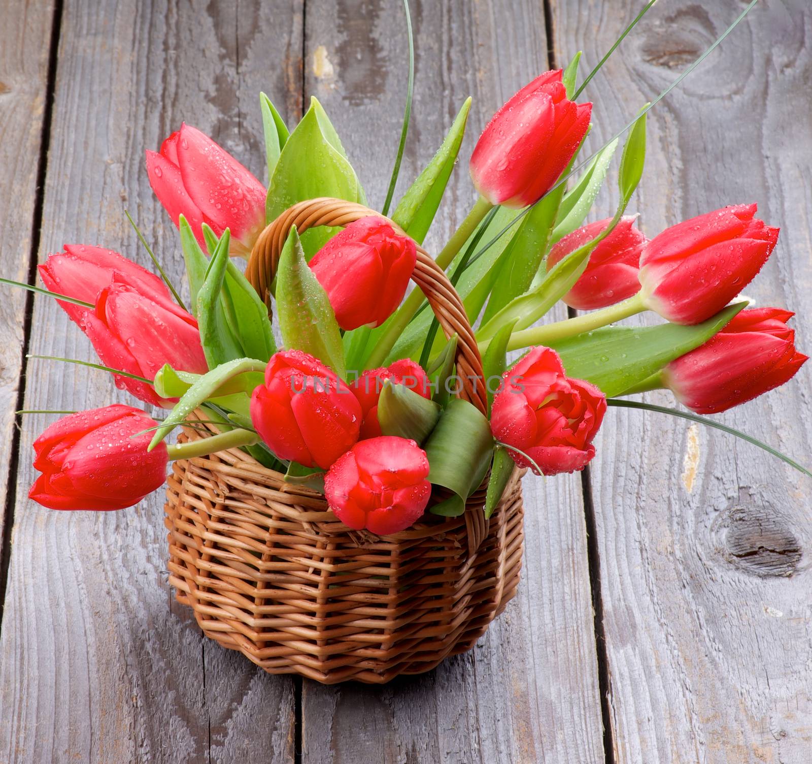 Bunch of Spring Magenta Tulips with Water Drops and Green Grass in Wicker Basket closeup on Rustic Wooden background