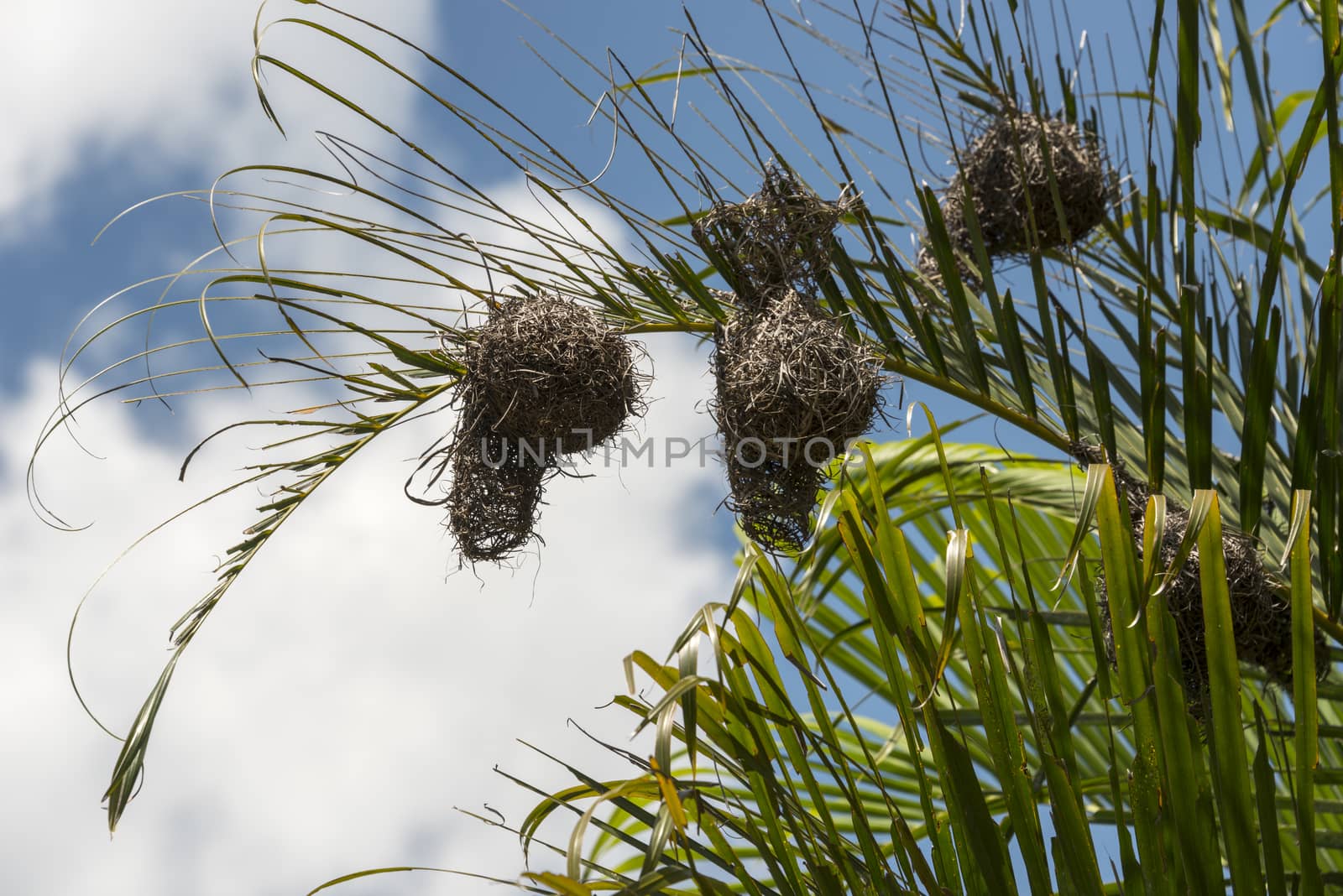 african weaver bird nest by compuinfoto