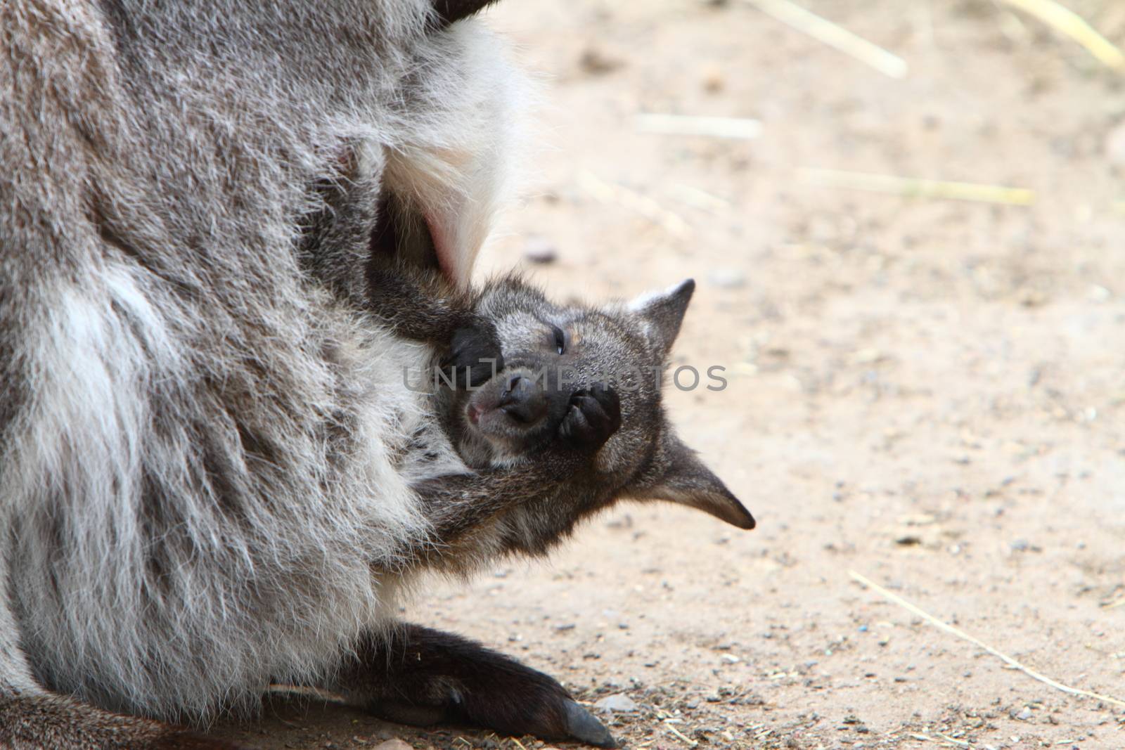 Wallaby joey