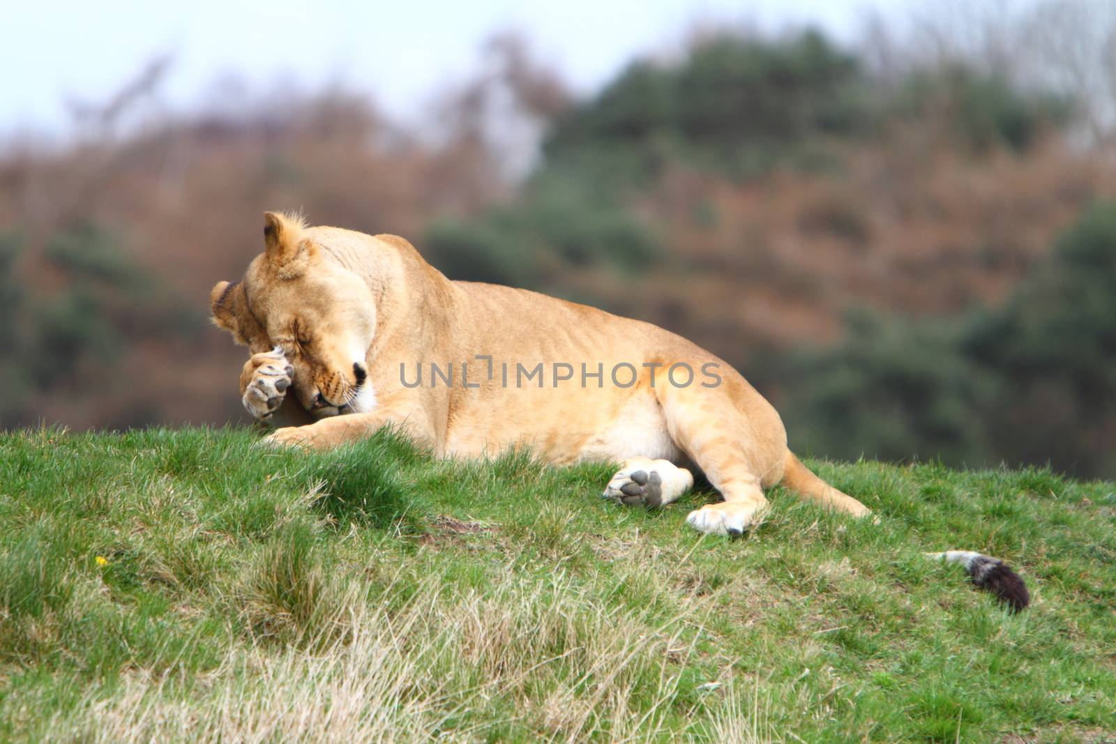 Lioness (Panthera Leo) by mitzy