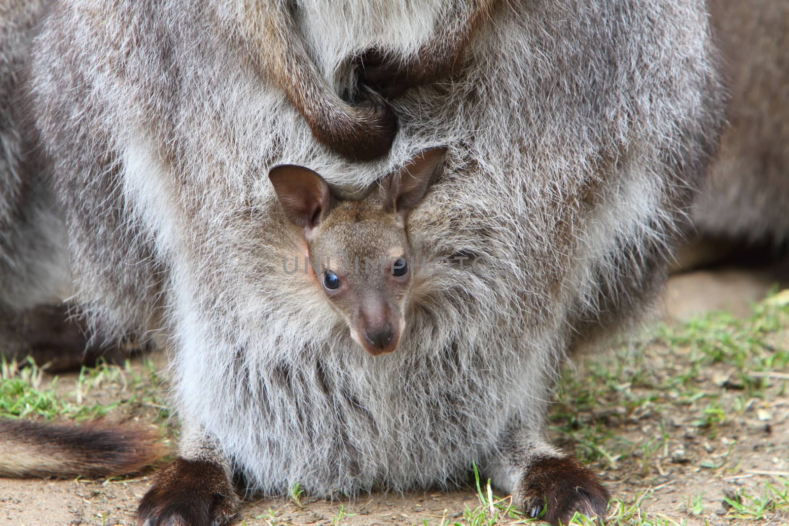 Wallaby joey by mitzy