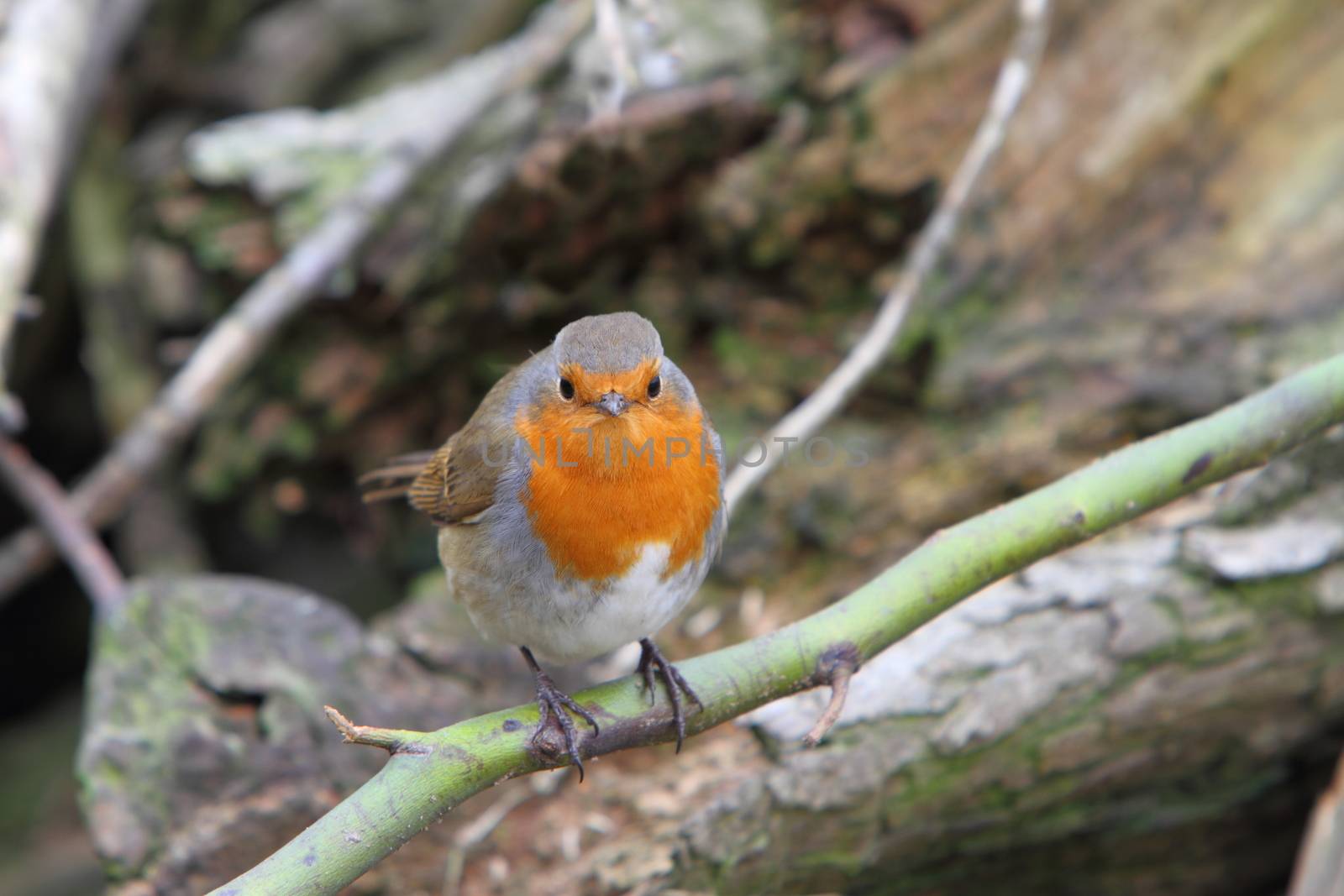 European robin (Enthacus rubecula) by mitzy