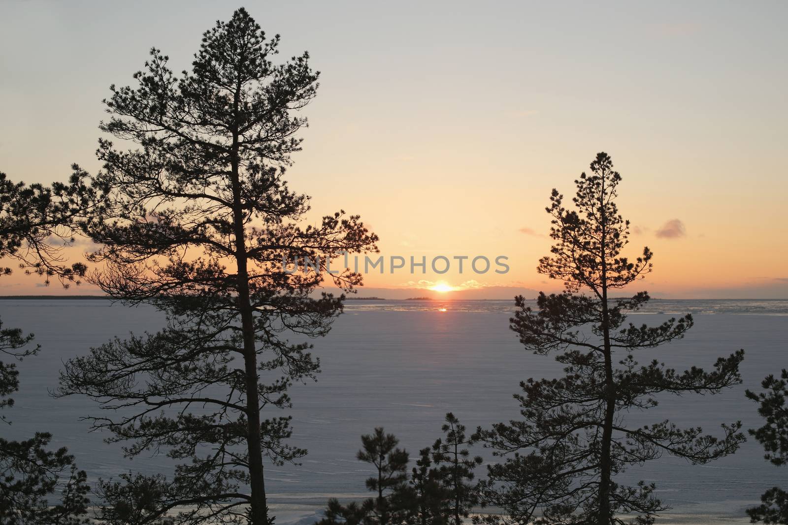 Arctic sea covered with ice, some pines in the foreground.