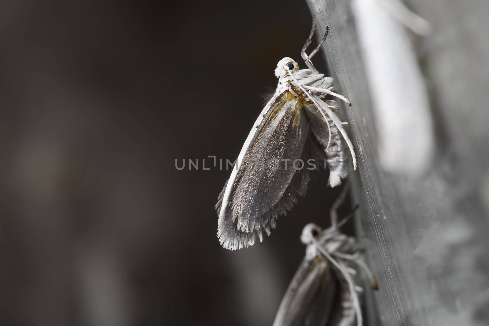 The Bird-cherry Ermine (Yponomeuta evonymella) is a day active lepidoptera from the family Yponomeutidae, the Ermine moths.