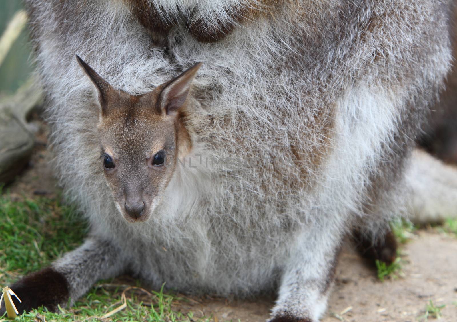 Wallaby joey