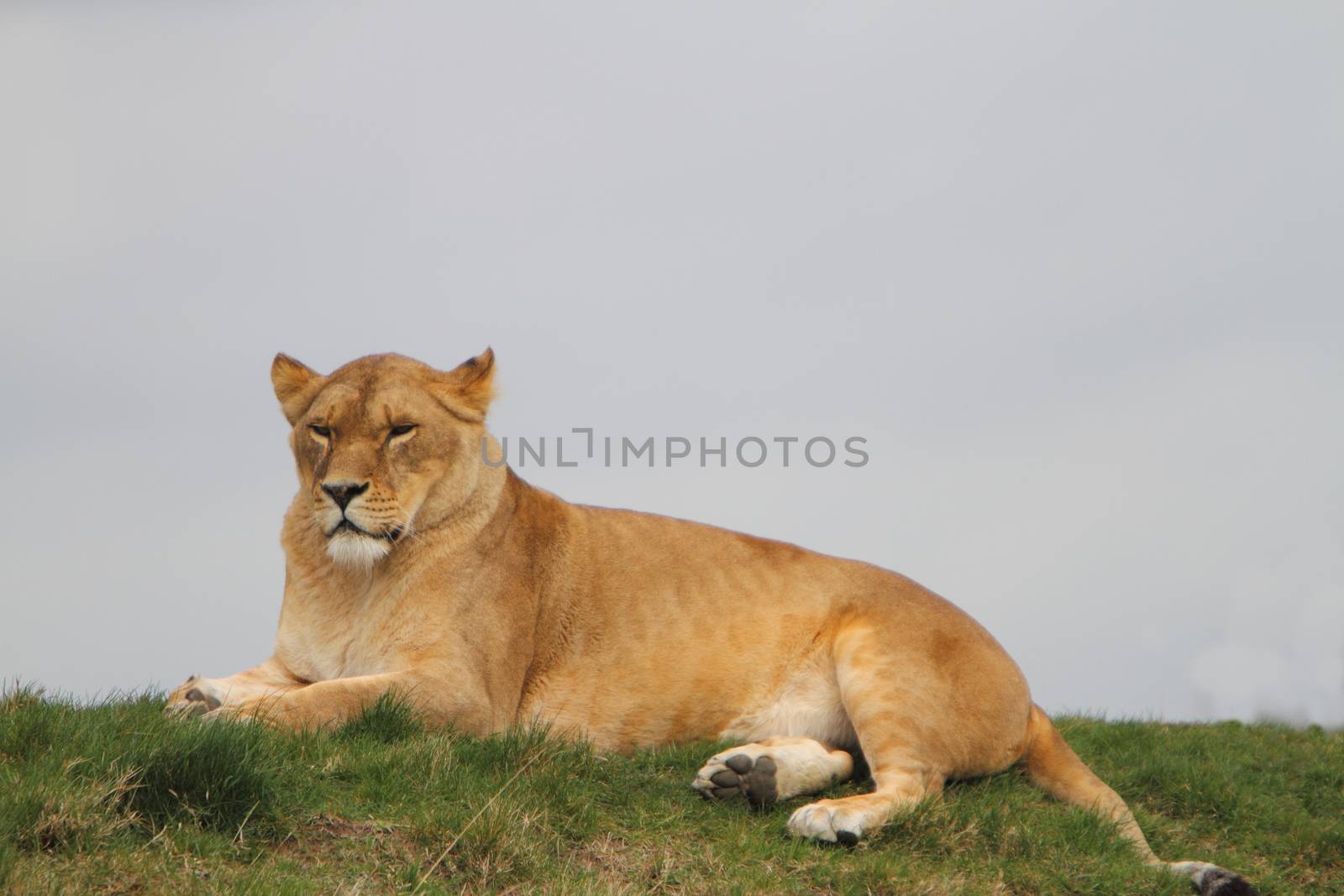 Lioness (Panthera Leo)