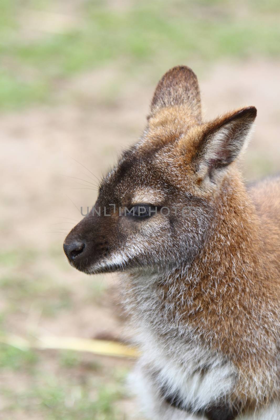Wallaby by mitzy