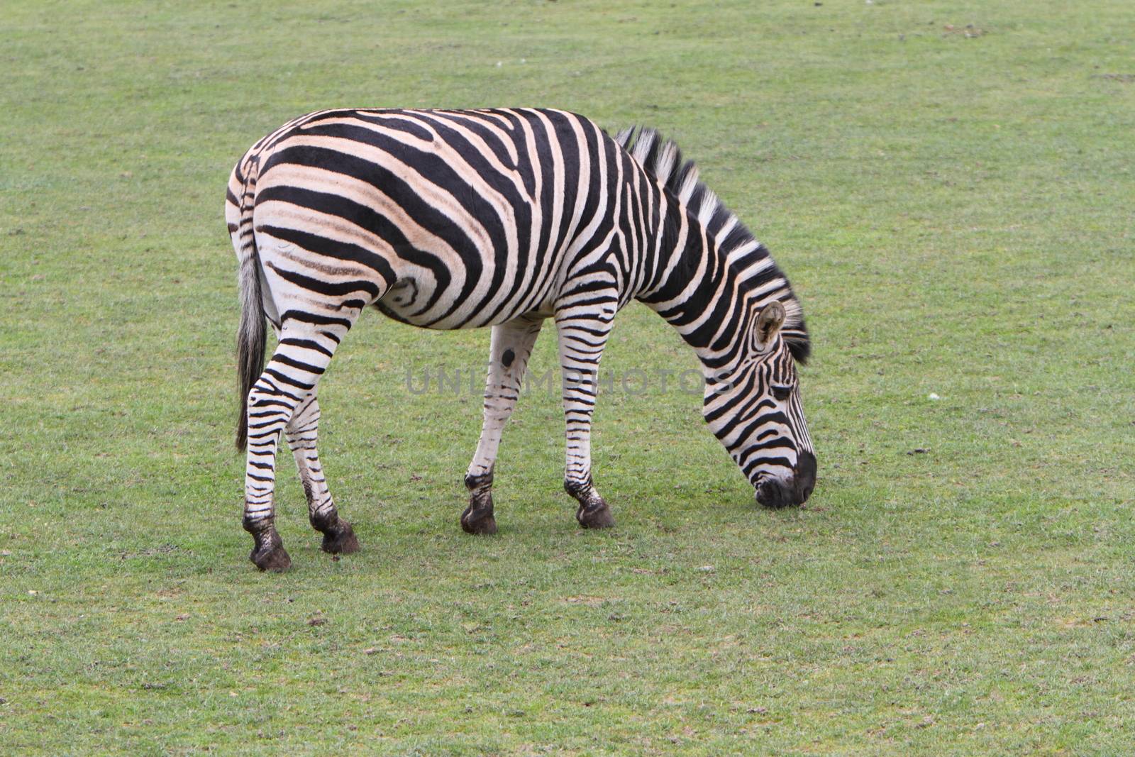 Chapman's Zebra (Equus quagga chapmani)