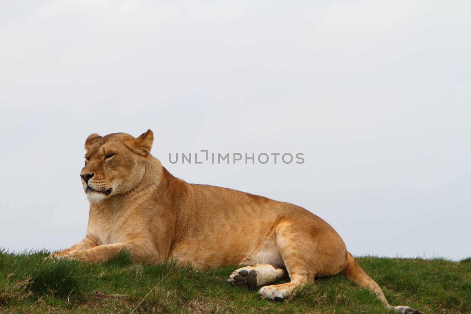 Lioness (Panthera Leo)