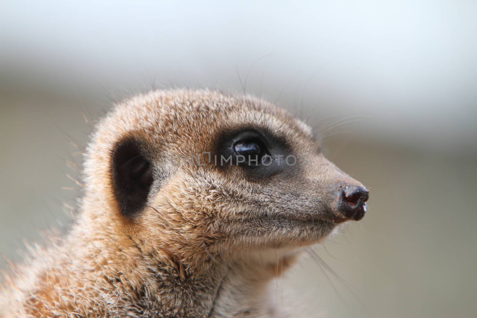 Meerkat Sentry (Suricata suricata)