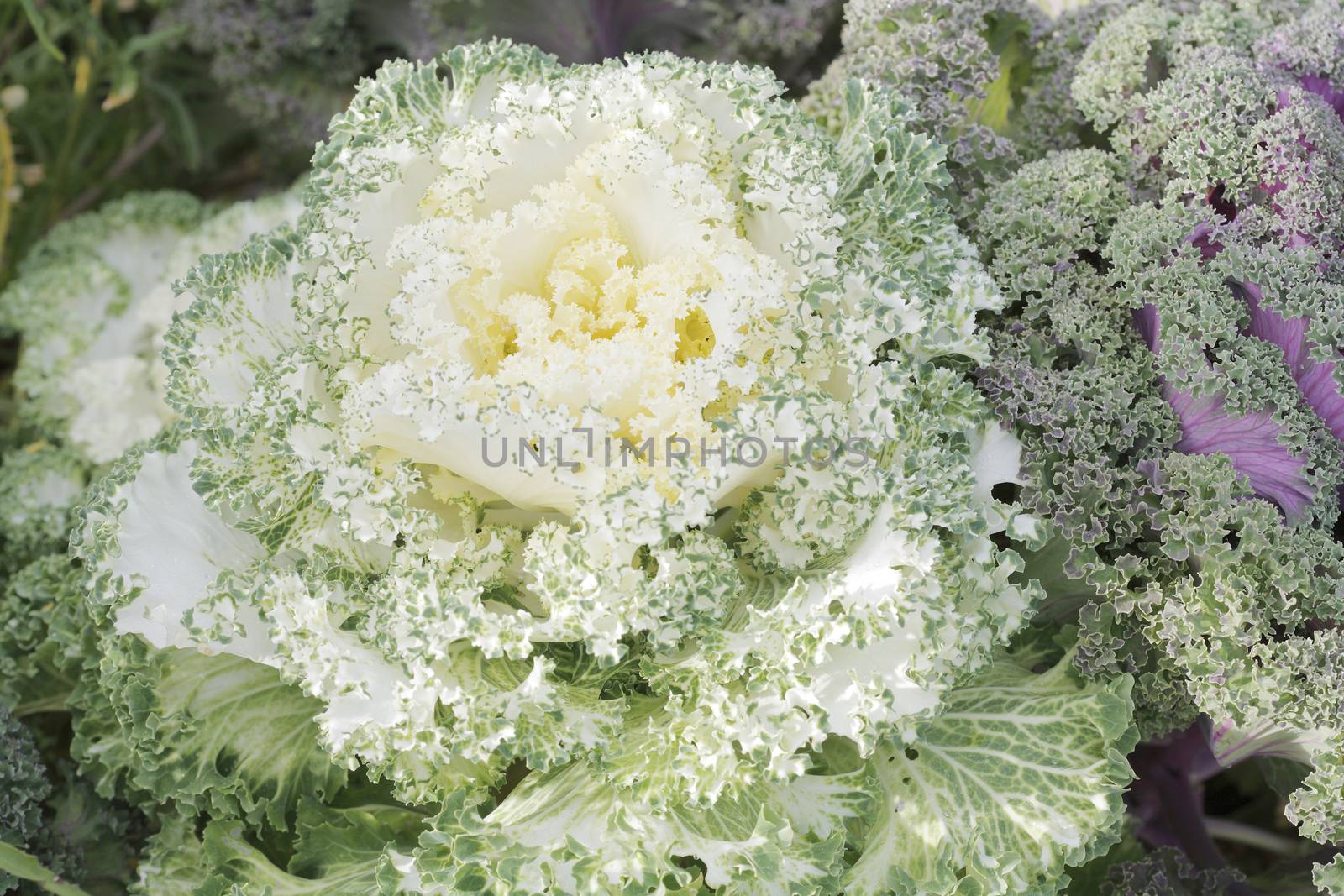 Brassica oleracea (Sabellica Group) Borecole (UK), Curly kale, Kitchen kale, Scotch kale (UK), Siberian kale.