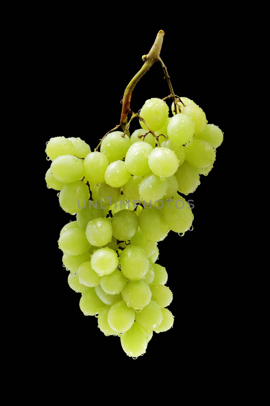 A Cluster of wet green table grapes on black background.