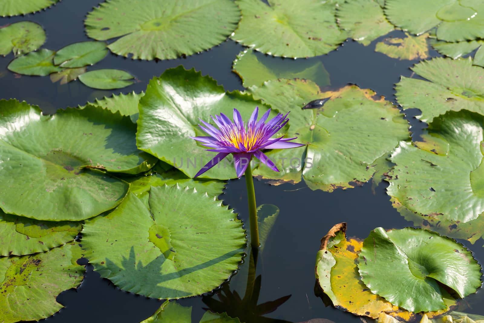 Lotus and lotus ponds. The lotus pond. There are a lot of lotus leaves. In the park.