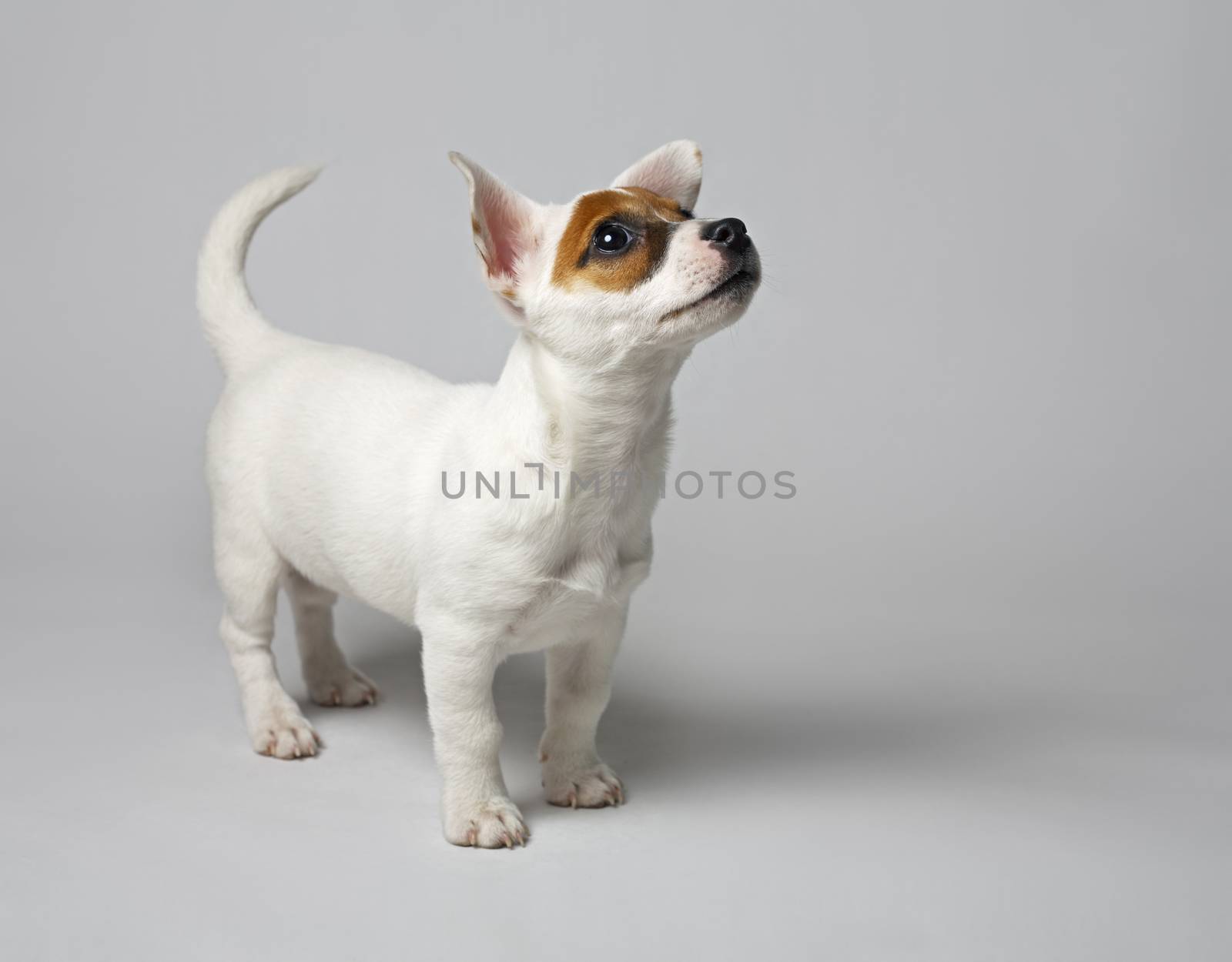 Jack Russell terrier puppy. Very short depth-of-field.