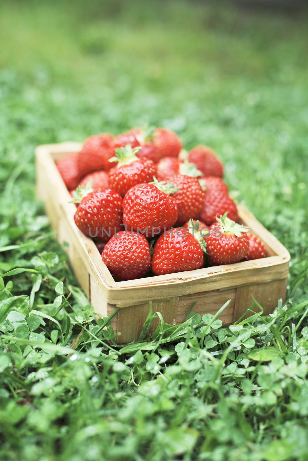 Strawberries in a small wooden basket