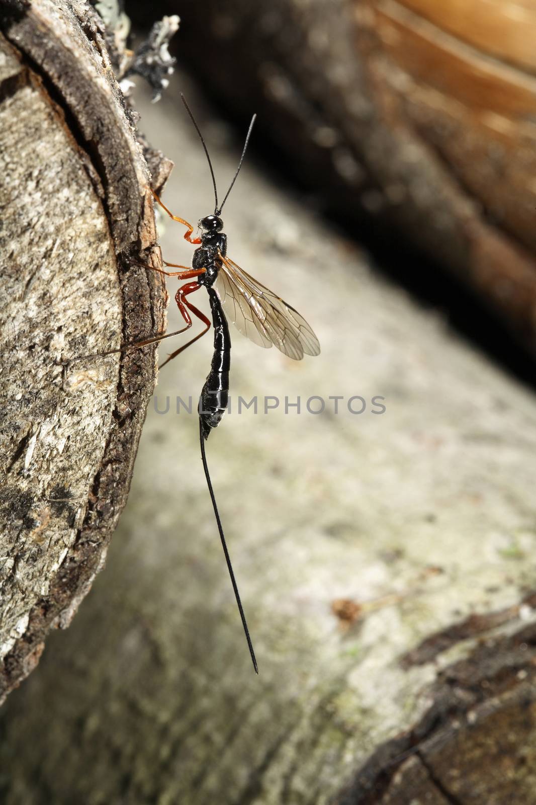Megarhyssa Wasp (Ichneumonidae) insect species.
