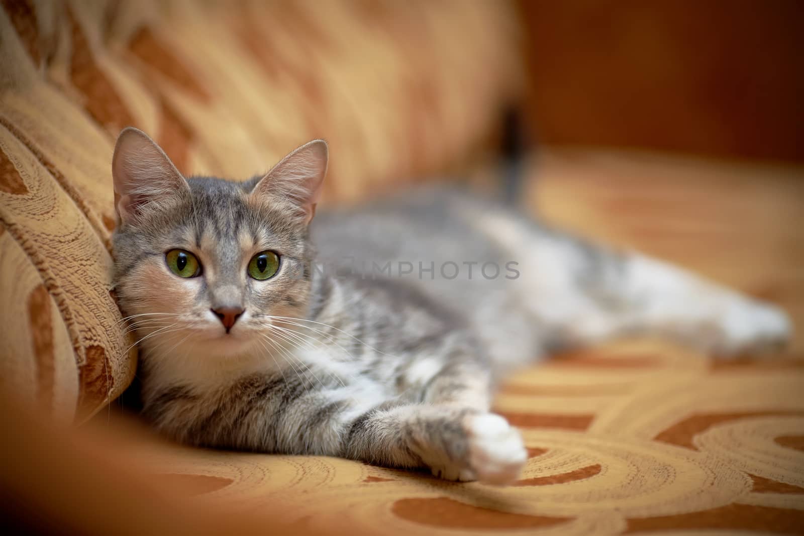 The gray cat with green eyes lies on a sofa. by Azaliya