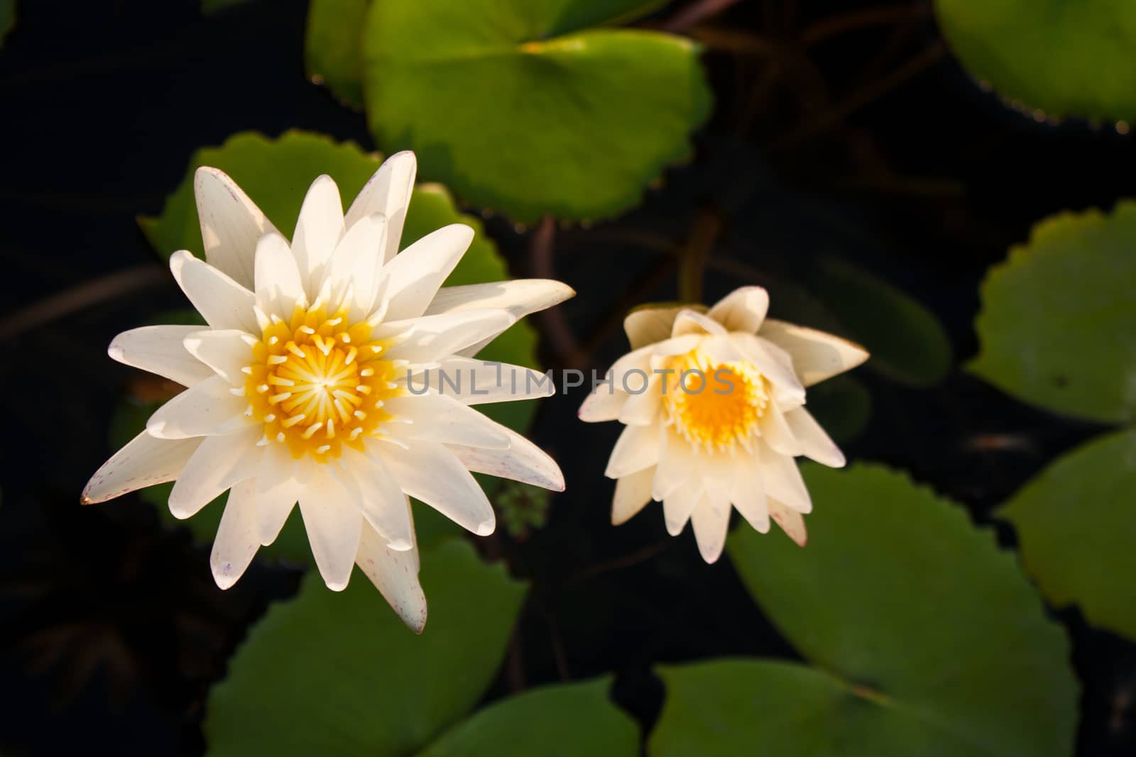 Lotus and lotus ponds. The lotus pond. There are a lot of lotus leaves. In the park.