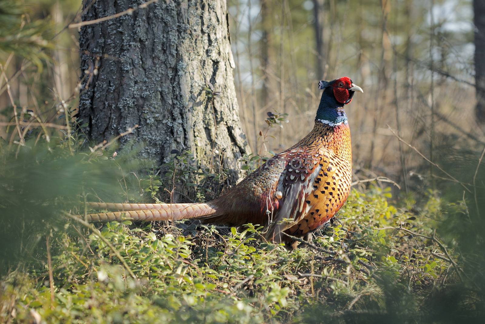 Pheasant by Stocksnapper