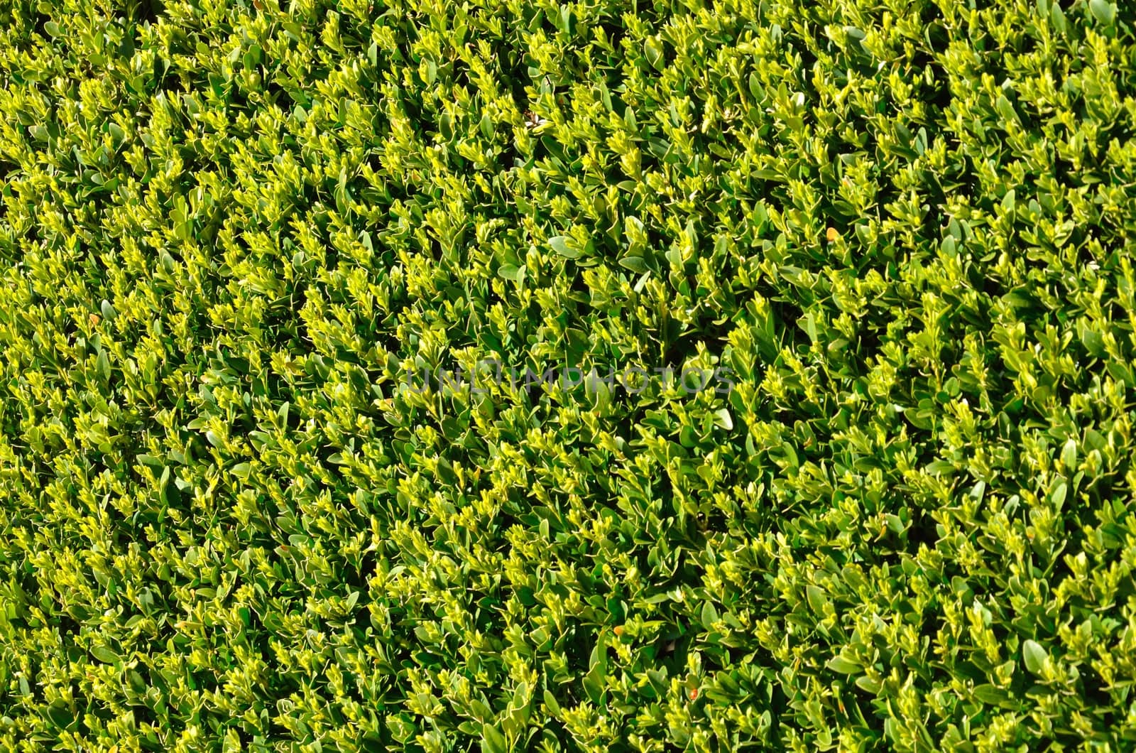 Close up of trimmed hedge